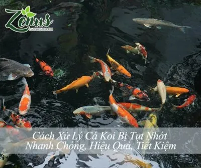 https://zenus.vn/image/cache/catalog/tin-tuc/cakoi/cach-xu-ly-khhi-ca-koi-bi-soc-nuoc-min-400x300.webp