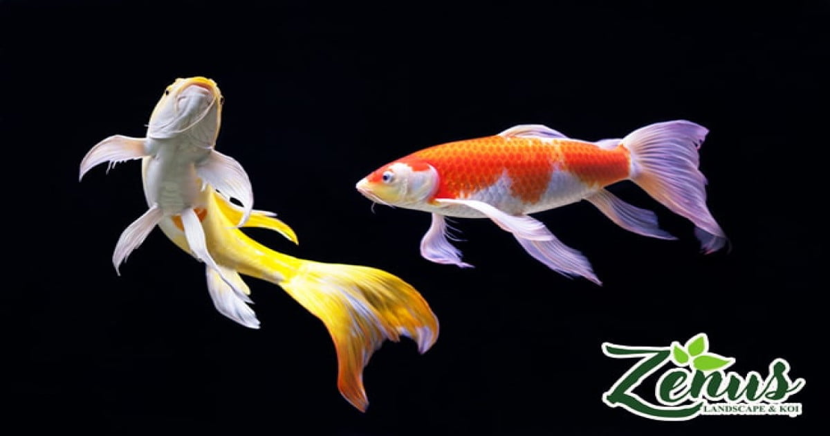 https://zenus.vn/image/cache/catalog/tin-tuc/cakoi/zenus-ca-koi-depi-min-1200x630.jpg