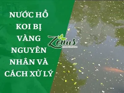 Nước Hồ Cá Koi Bị Vàng, Nguyên Nhân Và Cách Xử Lý