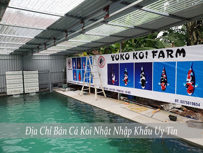 Yuko Koi địa chỉ bán cá koi nhật nhập khẩu uy tín