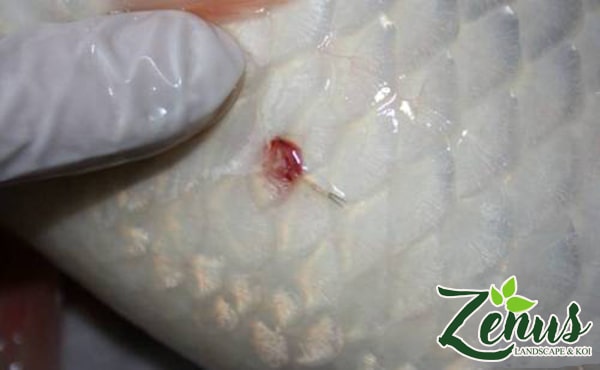 Bệnh cá koi trùng Mỏ neo và cách điều trị